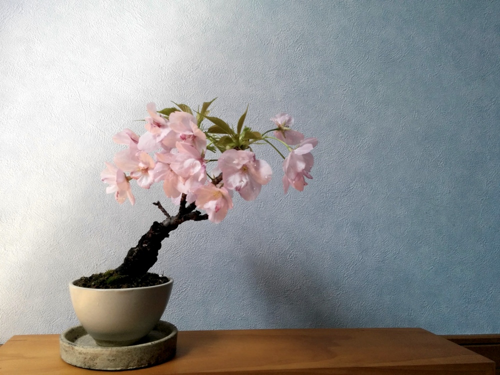 おはなみ（宴会）がダメなら、さくら盆栽（旭山桜）を愛でつつお部屋でお花見をしよう！ | がきあそぼ
