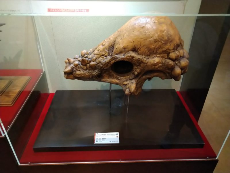 ポケモン化石博物館　パキケファロサウルスの頭骨